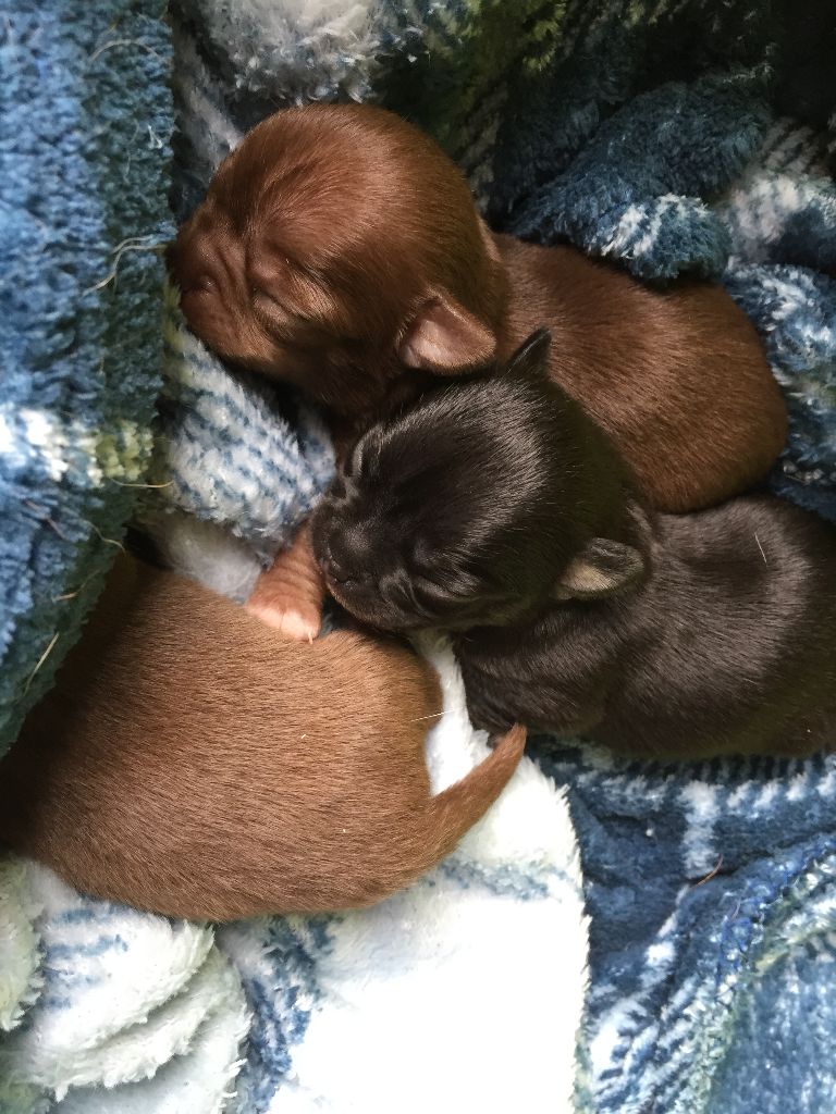 Trois bébés sont nés cette nuit..