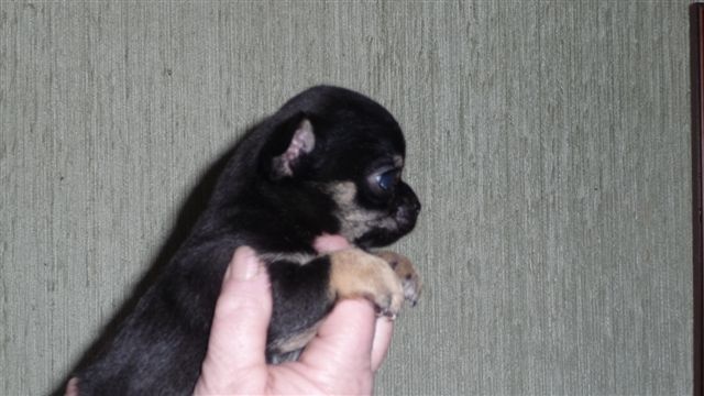 Chihuahuas